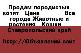 Продам породистых котят › Цена ­ 15 000 - Все города Животные и растения » Кошки   . Ставропольский край